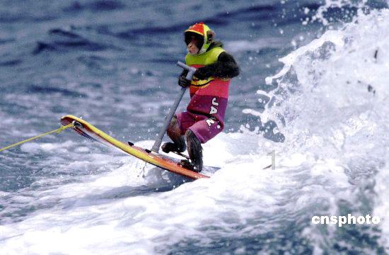 冲浪骑士